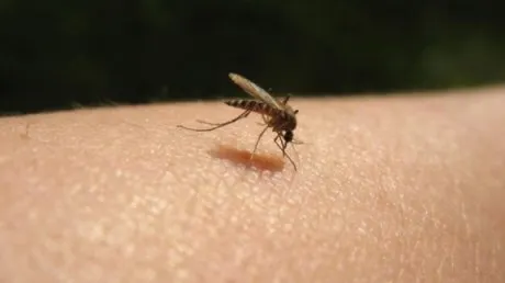 Două noi cazuri de îmbolnăviri cu virusul West Nile în județul Teleorman