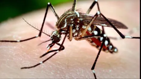 De teama virusului West Nile, la Alexandria se stropește de țânțari direct pe oameni