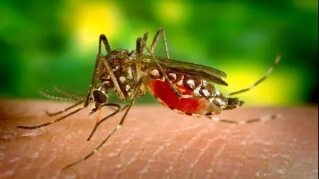 Încă șapte teleormăneni au fost diagnosticați cu virusul West Nile