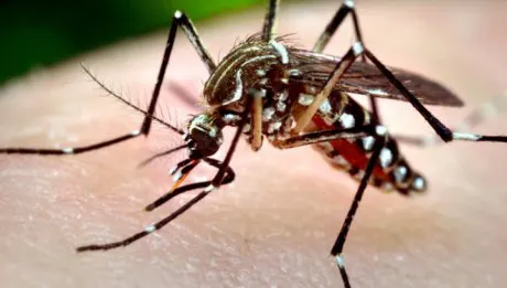 Încă trei îmbolnăviri cu virusul West Nile au fost confirmate în Teleorman