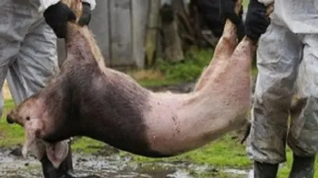 Pesta porcină a determinat uciderea a mii de animale în Teleorman
