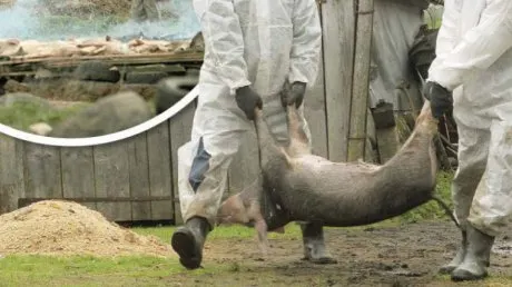 Sute de porci sunt uciși în Teleorman, după confirmarea mai multor focare de pestă porcină