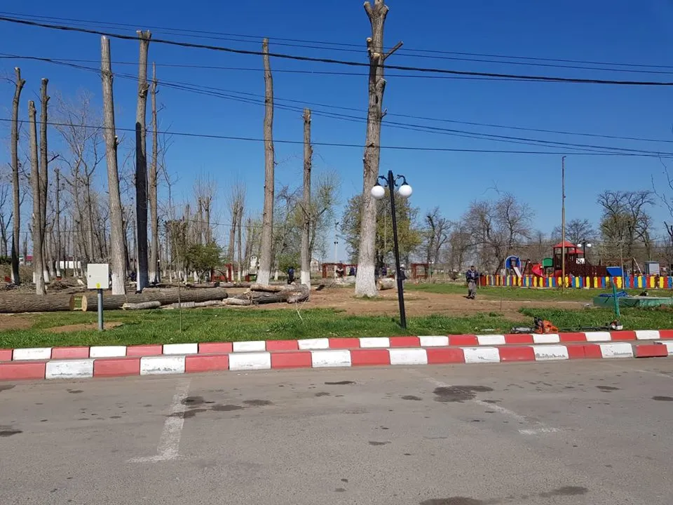 Primăria Alexandria taie arbori într-o veselie în Pădurea Vedea