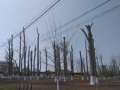 Spectacolul copacilor ciopârțiți din Pădurea Vedea