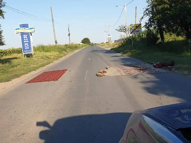 Pesta porcină e combătută în Teleorman prin metoda "modernă" a covorului întins pe șosea