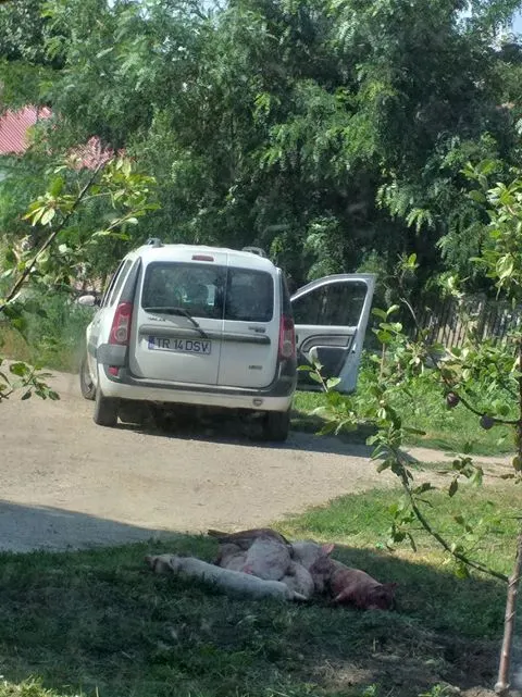 Începe uciderea preventivă a porcilor în localitatea Zimnicea!