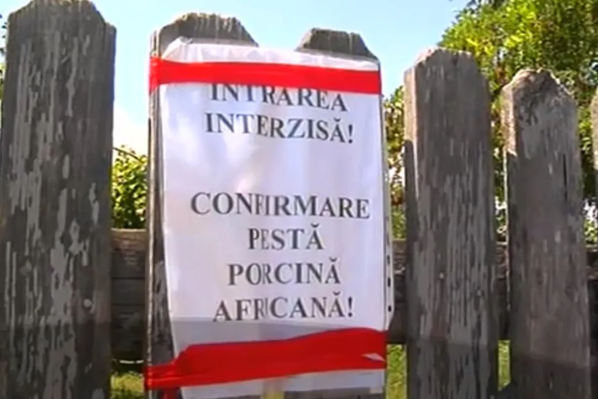 Peste 5500 de porci au fost uciși în Teleorman de autorități