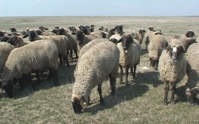 Din dragoste pentru animale, medicul veterinar Florin Răduț duce mai departe tradiția familiei