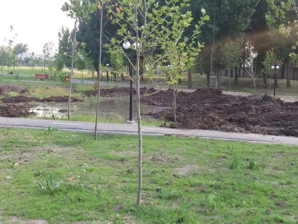 Pădurea Vedea s-a transformat în parc... ilegal