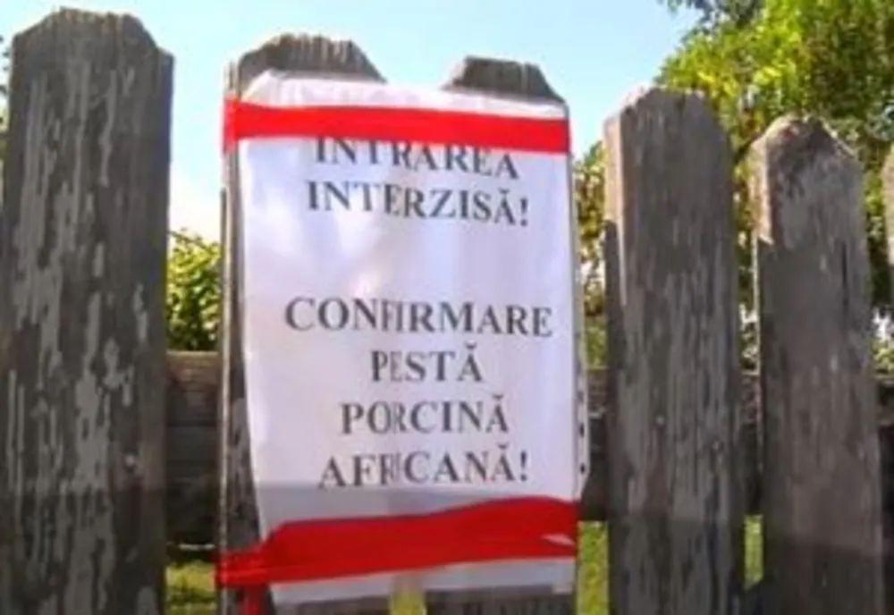 Cele mai noi detalii privind evoluția pestei porcine africane, publicate de ANSVSA. În Dâmbovița sunt încă 15 focare active