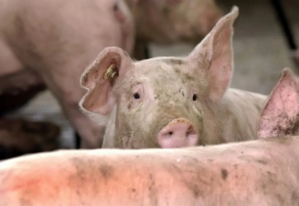 Numărul focarelor de pestă porcină africană a scăzut.Teleormanul rămâne cel mai afectat județ. În DB se așteaptă despăgubirile