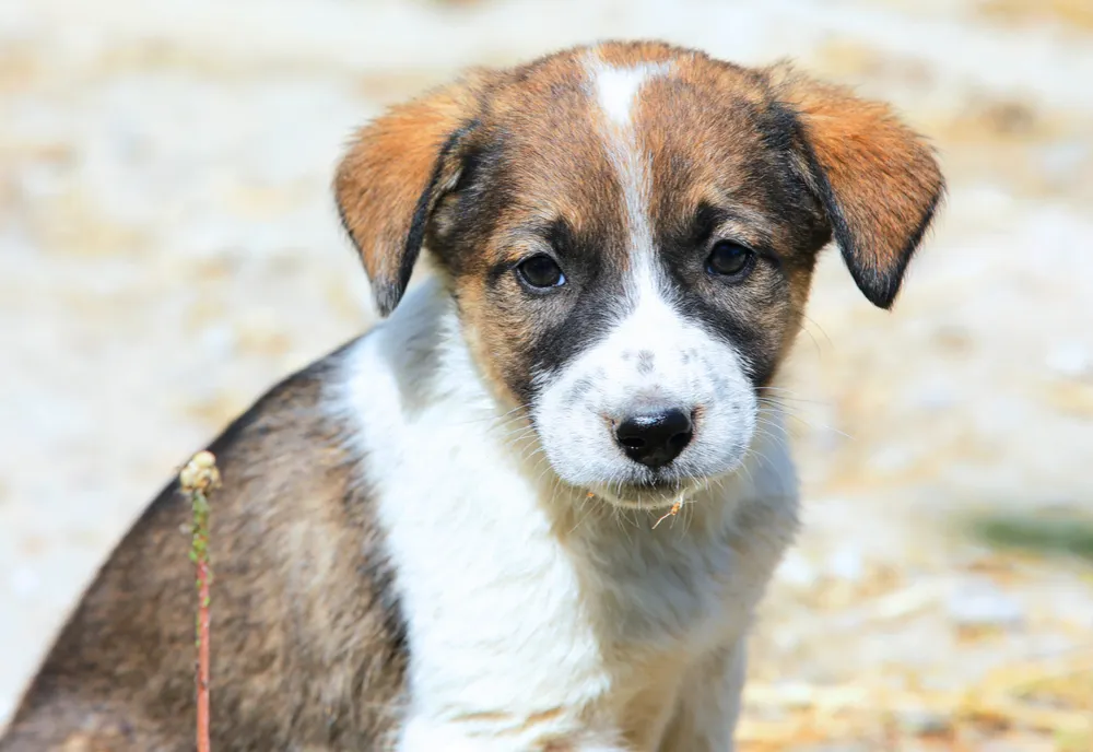 Schimbări în legislaţia privind protecţia animalelor
