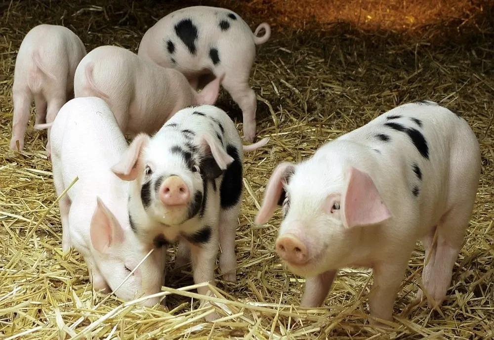 Noi focare de pestă porcină, în Gorj, Dolj şi Teleorman