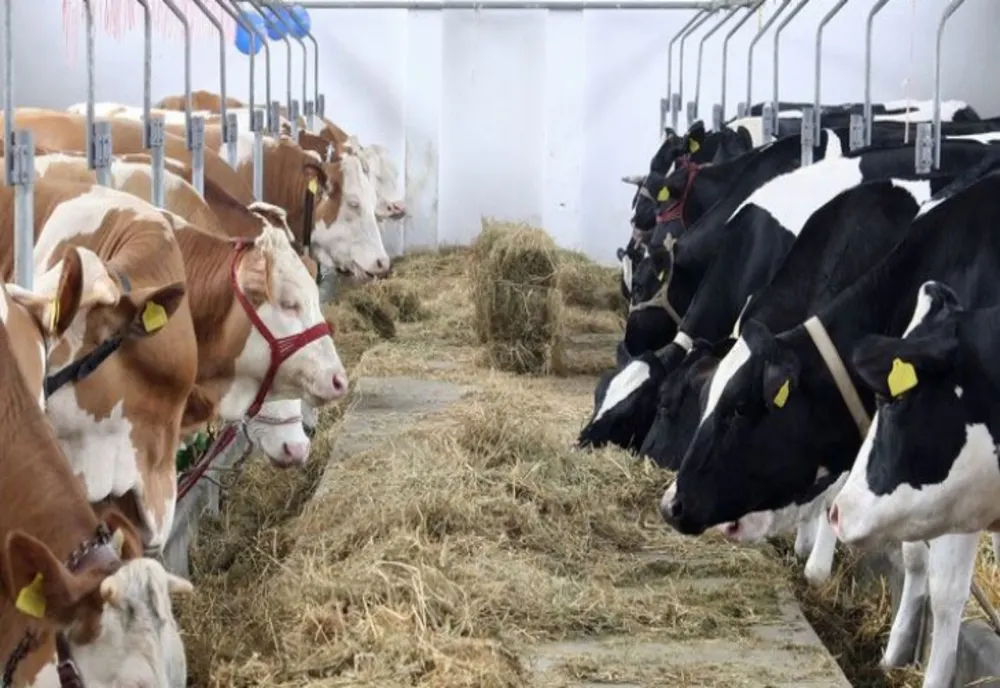 TRANSPORTUL ANIMALELOR VII ȘI PRODUSELOR DE ORIGINE ANIMALĂ DIN UNGARIA, INTERZIS ÎN ROMÂNIA