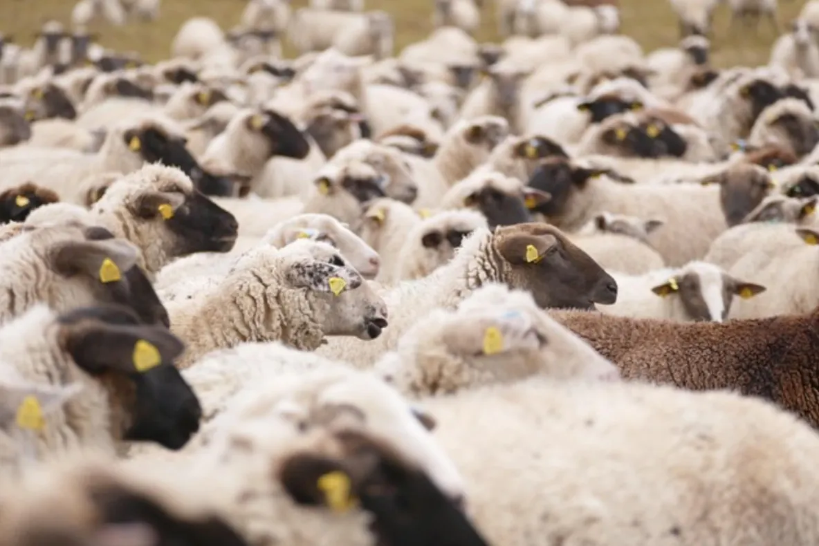 Pesta micilor rumegătoare lovește sectorul de ovine din România. Avertisment crunt: ”Vaccinarea oilor ar putea bloca exporturile și provoca pierderi uriașe”