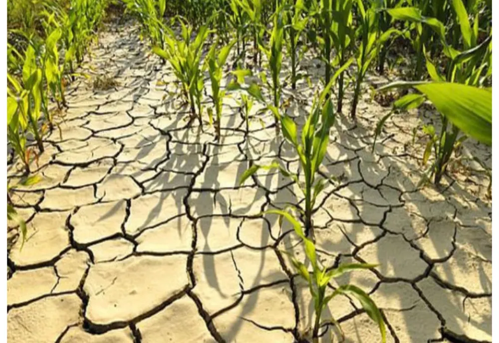 Pierderi în agricultură din cauza secetei severe și a temperaturilor extrem de ridicate