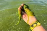 Invazie de alge pe litoral. Vacanțele turiștilor, date peste cap - VIDEO