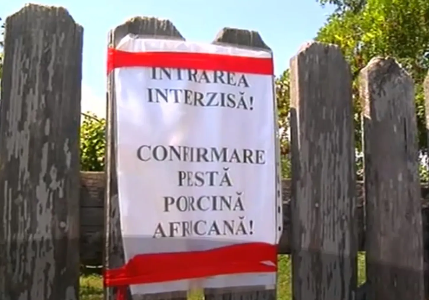 pesta-porcina-africana