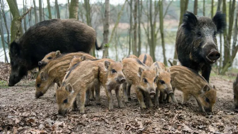 porci misteti