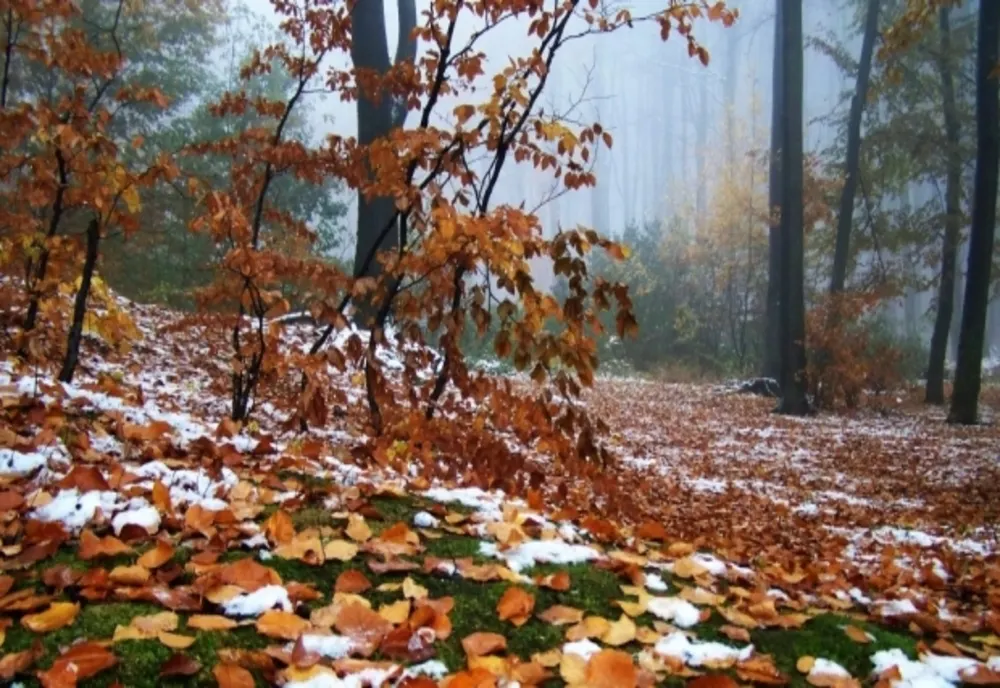 Temperaturi ridicate în prima parte a lunii noiembrie