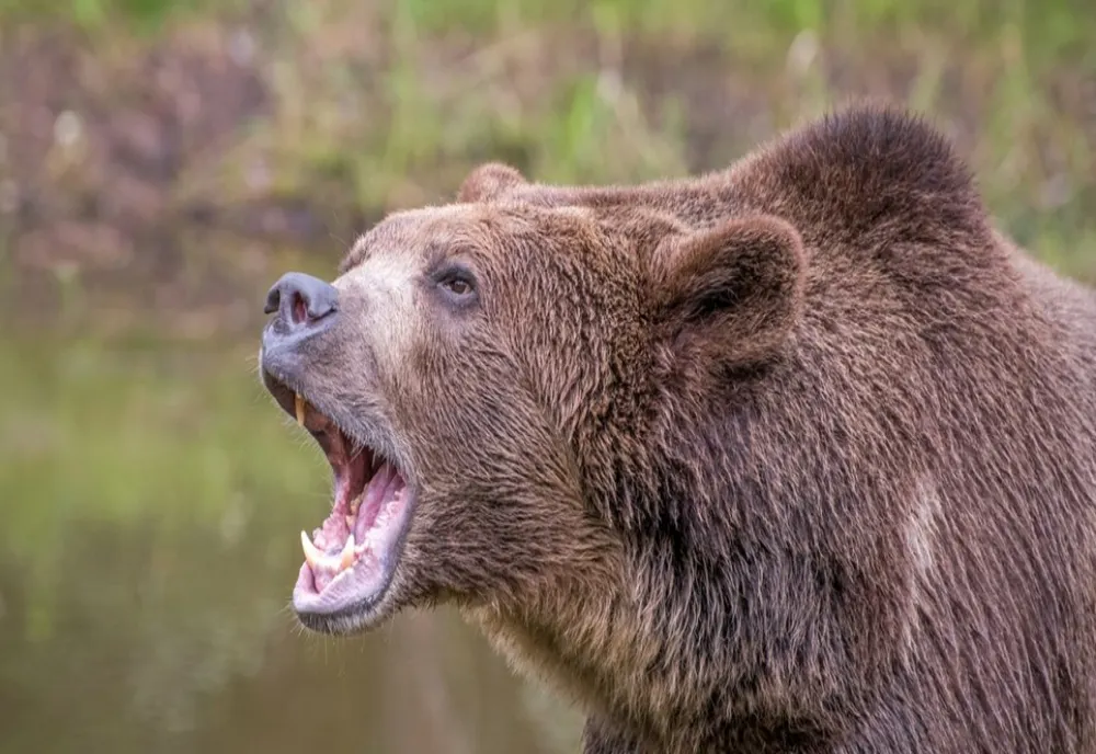 10 sfaturi pentru turiștii care se întâlnesc cu un animal sălbatic