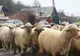 Efectele conflictului din Orientul Mijlociu ar putea fi resimțite la exporturile de ovine după Paște