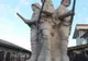 Un teleormănean vrea să ofere orașului Alexandria... o statuie