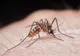 Pericolul meningitei West Nile planează asupra județului Teleorman!