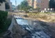 VIDEO: În Alexandria, se taie copaci în prostie
