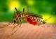 Încă șapte teleormăneni au fost diagnosticați cu virusul West Nile