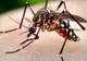 Primul caz de infectare cu virusul West Nile în Teleorman