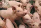 Primul caz de pestă porcină africană a fost confirmat în Teleorman