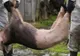 Începe vânătoarea cadavrelor de porci în Teleorman. Contra cost!