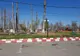 Primăria Alexandria taie arbori într-o veselie în Pădurea Vedea