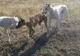 Braconierii au abandonat autoturismul pe câmp pentru a scăpa de poliție