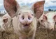Conform unui comunicat ANSVSA aproape 700 de focare de pestă porcină sunt active în prezent