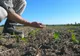 Aproape un milion de hectare de culturi afectate de secetă în România