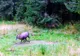Cerbi și un pui de urs surprinşi în Parcul Naţional Piatra Craiului