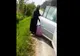 VIDEO. Anchetă în Teleorman, după ce mai multe persoane au fost filmate când furau bujori dintr-o rezervaţie naturală