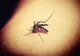 INSP: 30 CAZURI DE INFECŢIE CU VIRUSUL WEST NILE, RAPORTATE DE LA ÎNCEPUTUL LUNII IUNIE