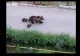 Primăriile pot elimina urșii care intră în localități, dar autoritățile spun că intervențiile sunt greu de făcut